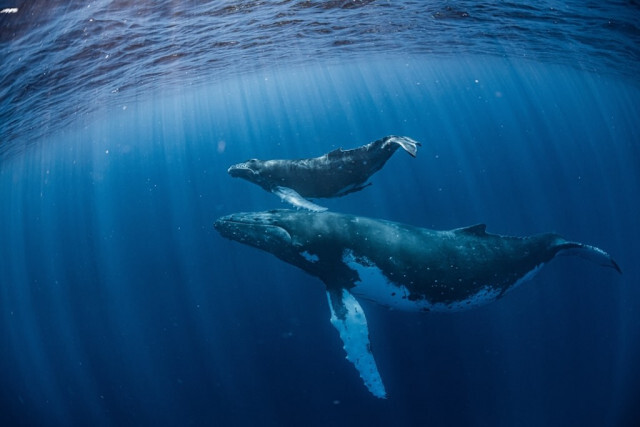 「クジラと人間の会話」に成功した米研究チーム、その驚きの目的とは？