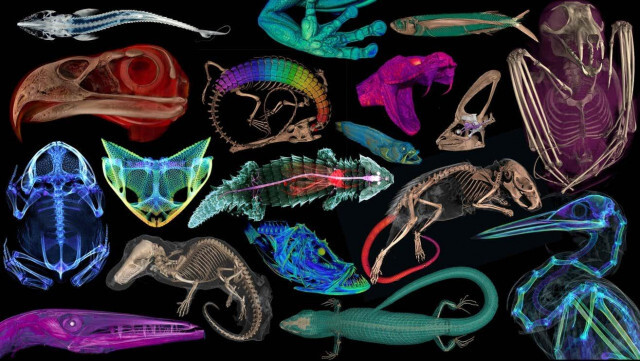 博物館の生き物3D解剖図、無料で見放題