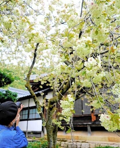 古刹、春のグラデーション　福井県敦賀市の西福寺　桜満開