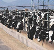 (Boulder)vol.13 牛は牧草でなくトウモロコシを食べる動物？