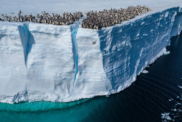 【動画】棚氷の崖から落ちるコウテイペンギンのひなたち、初