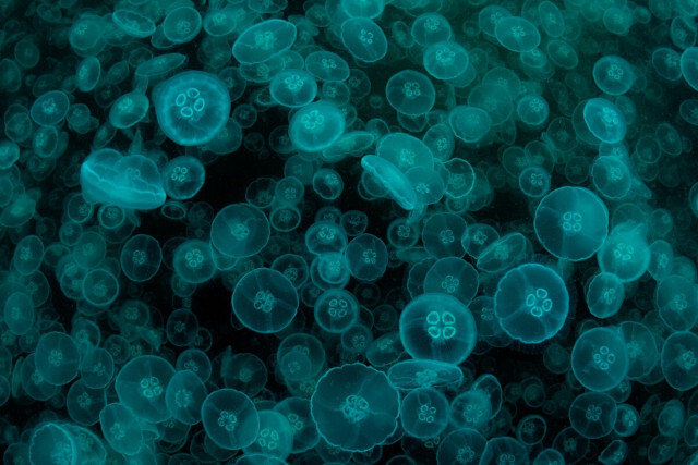 最古の光る生物は5億4000万年前の深海サンゴ、約2億年記録更新