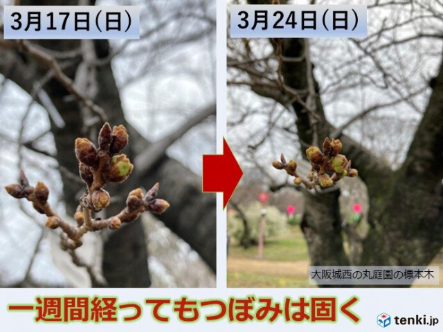 今年の桜　予想より開花が遅れた理由は?　休眠打破と3月の低温が影響大きく