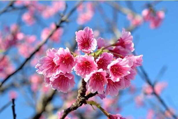 濃い赤色が特徴の早咲きの桜「カンヒザクラ」が見られるおすすめの花見スポット6選