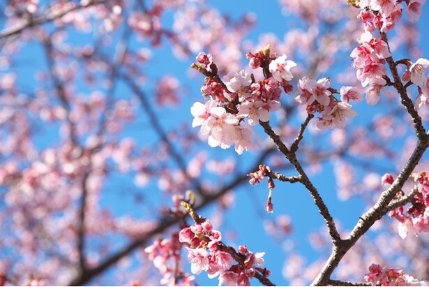 日本の春をいち早く彩るカンザクラ！全国各地の早咲き桜が見られる名所5選