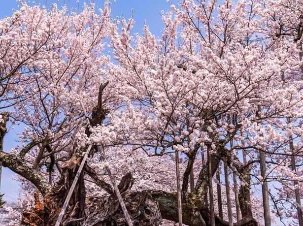 今週末(4月6・7日)の桜見頃はここ！東・西日本の7分咲き〜満開を迎えるお花見名所ガイド