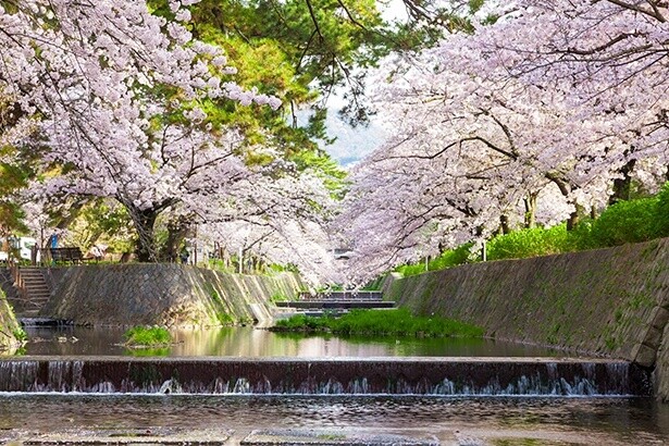 今週末(4月13日・14日)の桜見頃はここ！東・西日本の7分咲き〜満開を迎えるお花見名所ガイド
