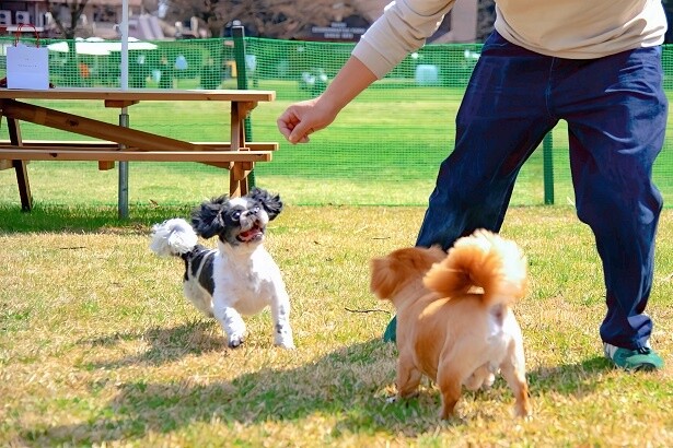 「愛犬家のみなさんに知ってほしい」担当者がおすすめする那須千本松牧場での愛犬との楽しい過ごし方