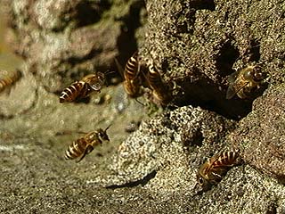 ニホンミツバチの巣