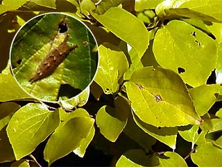 エノキの黄葉とオオムラサキの幼虫