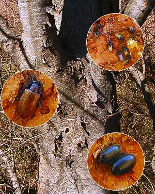 ケヤキの樹皮下で越冬する虫たち
