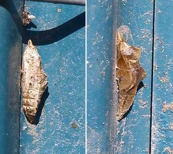 モンシロチョウとスジグロシロチョウの蛹