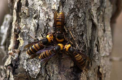 樹液に集まるスズメバチ