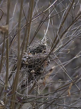 小鳥の巣