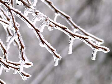 氷づけの枝