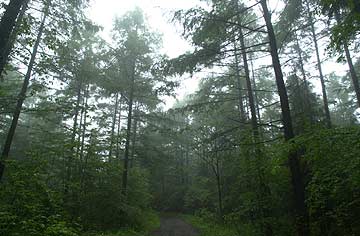 雨の林道