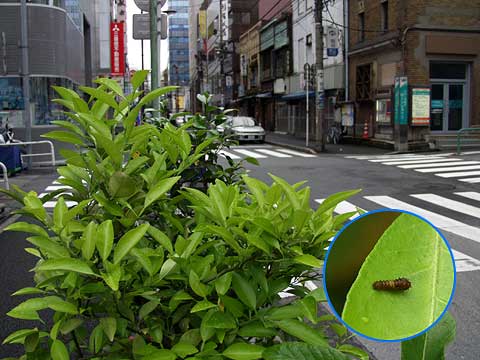 東京のアゲハの幼虫