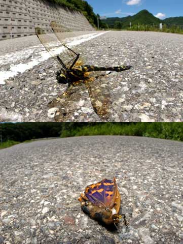 虫の交通事故