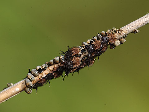 オオツノトンボの幼虫