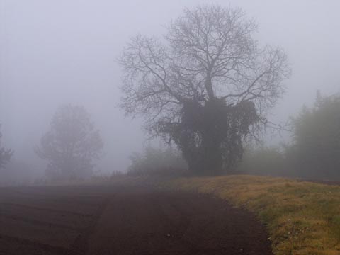 霧の中のクルミの木