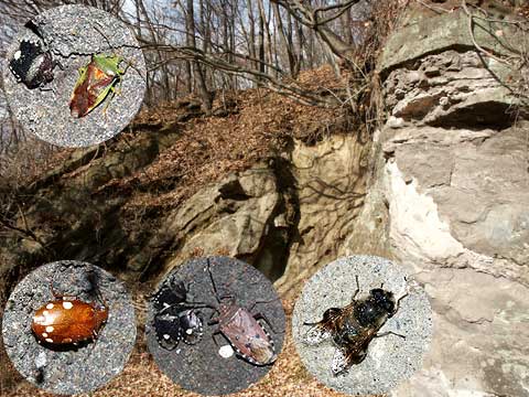 石の崖で越冬する虫たち