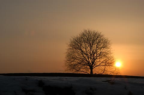 クルミの木と夕日