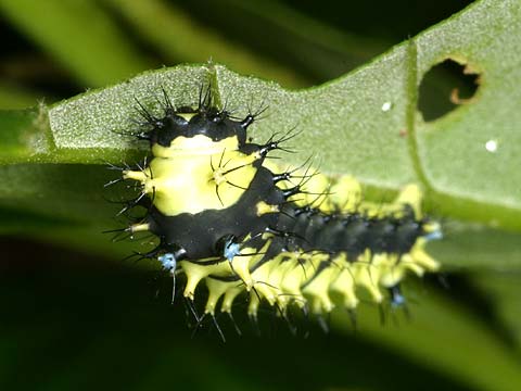 ウスタビガの幼虫