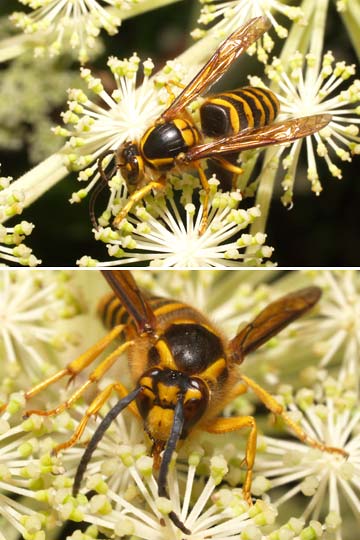 キオビホオナガスズメバチ