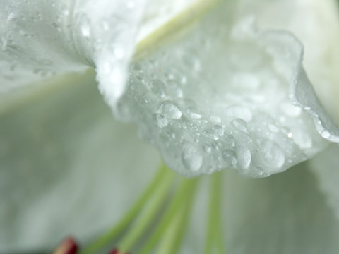 ユリの花と水滴