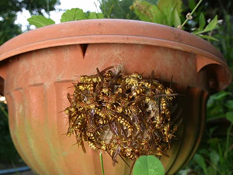 ホソアシナガバチの巣