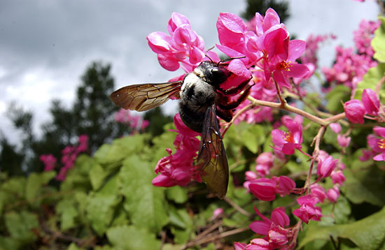 アカアシセジロクマバチ