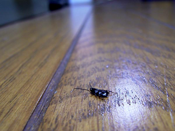東京のゴキブリ