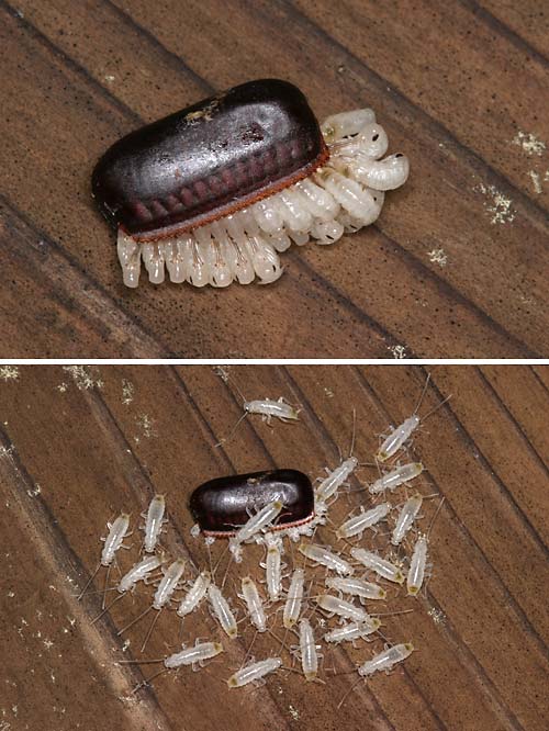 クロゴキブリの孵化
