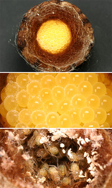 ナガコガネグモの卵のうの中