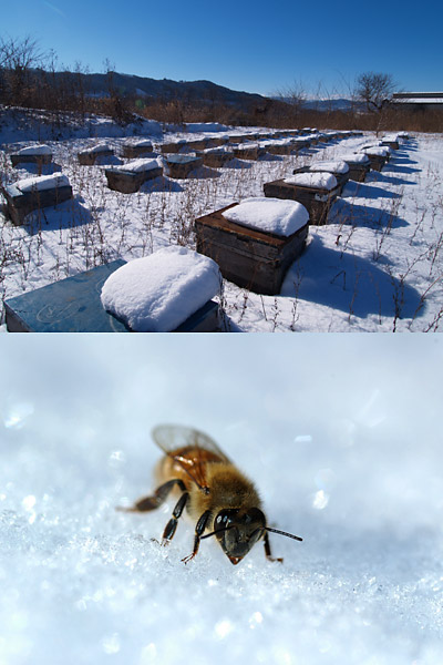 雪の上のミツバチ