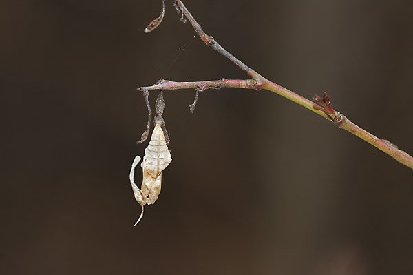 オオミスジの蛹の殻