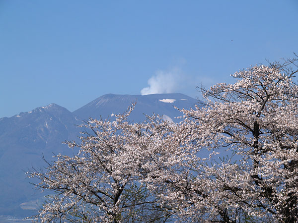 浅間山と桜の木