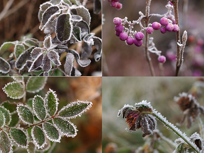 霜のついた植物