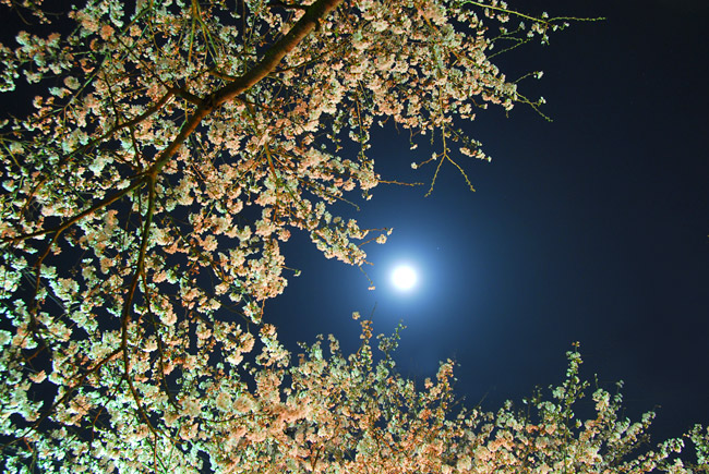 桜とおぼろ月