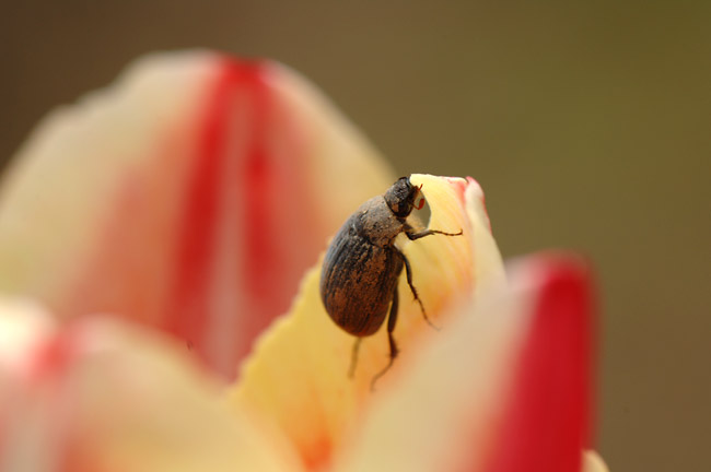 チューリップの花を食べるビロードコガネ