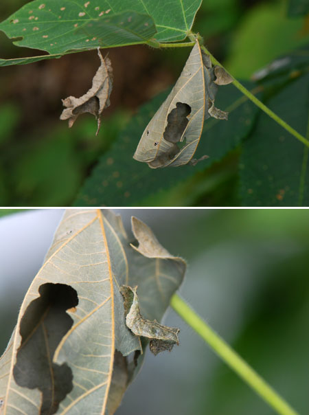 クズの葉に巣を作るコミスジの幼虫