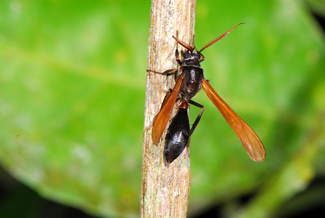 ペルー昆虫記　ハチに似た蛾