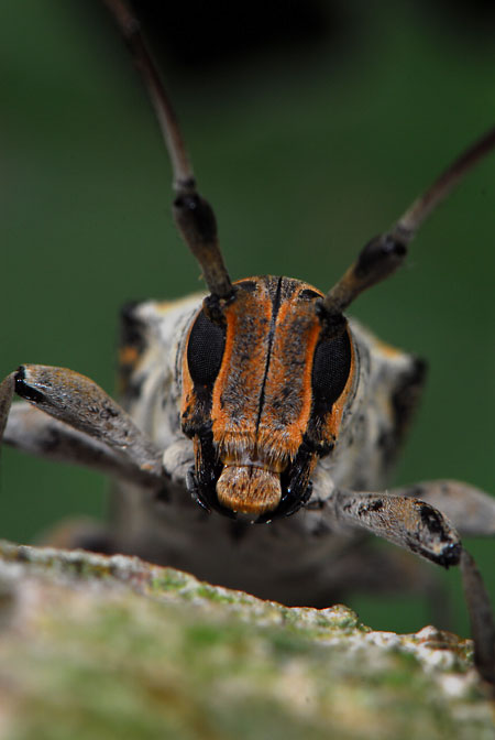 ペルー昆虫記　カミキリムシの顔