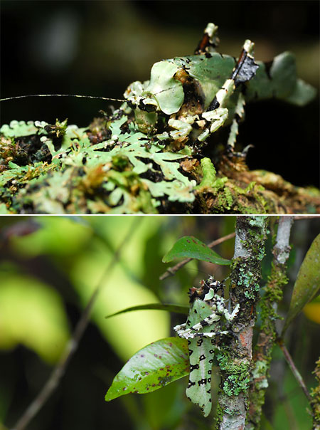 苔を食べるキリギリス(ペルー昆虫記　)