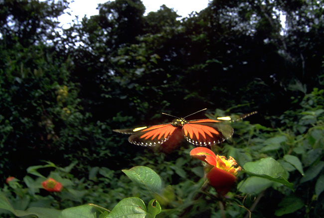 ドリスドクチョウ（1990　パナマ）