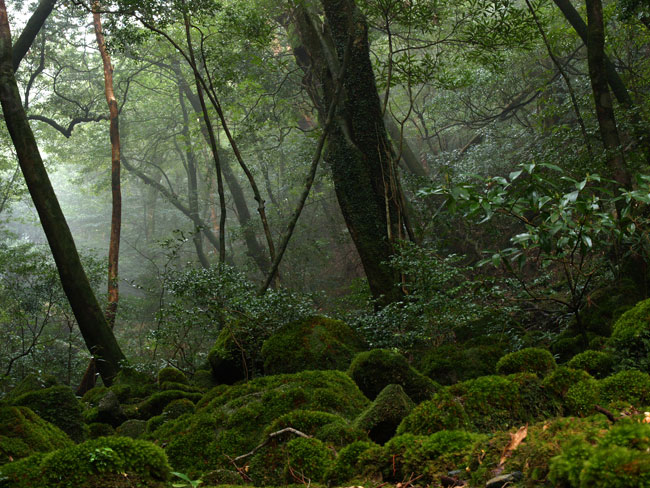 霧の林(屋久島　2004）