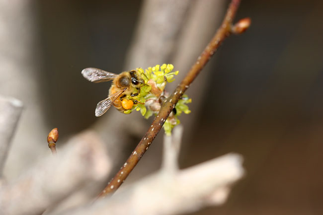 ダンコウバイの花とミツバチ