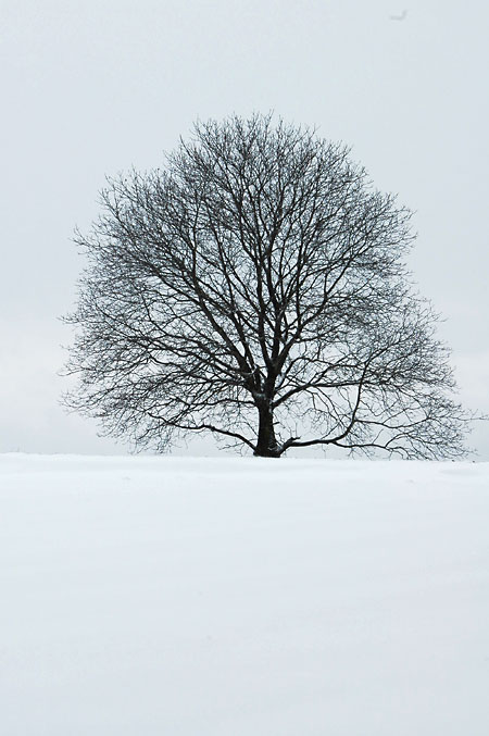 雪の中のクルミの木