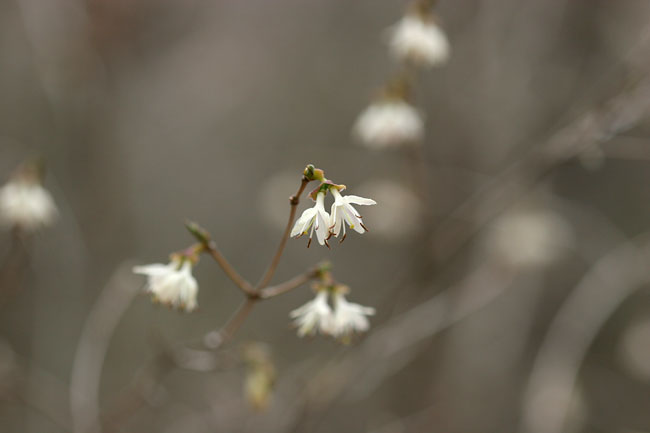 ハヤザキヒョウタンボクの花