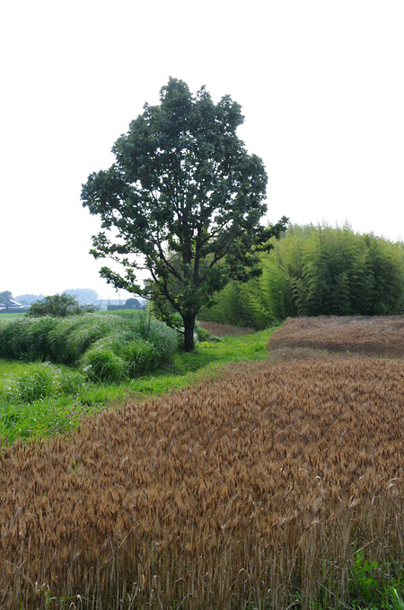 麦畑とカシワ